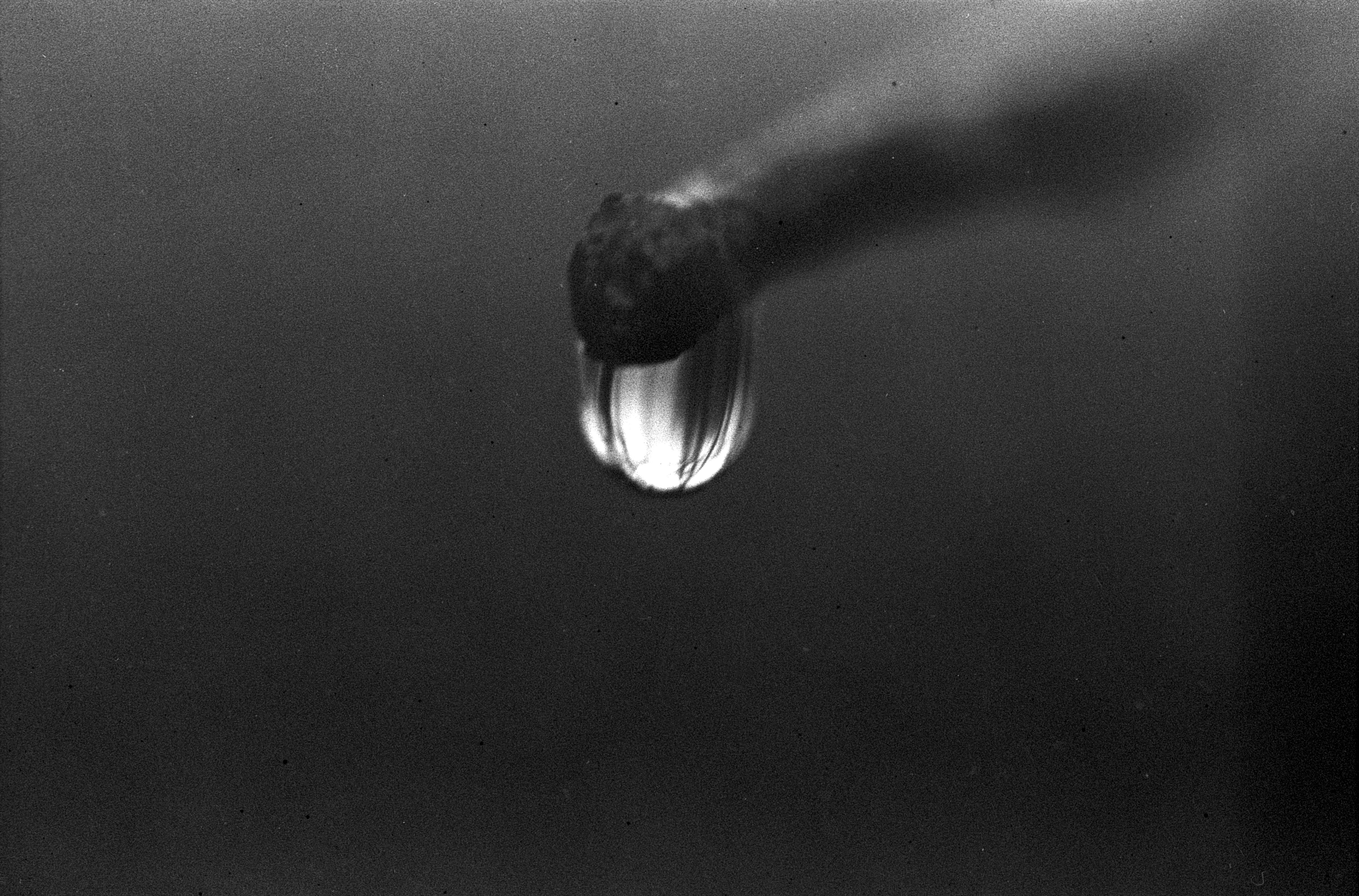 A raindrop clings to the end of a branch. Inside the raindrop, trees can be seen upside down. The photograph is in black and white.