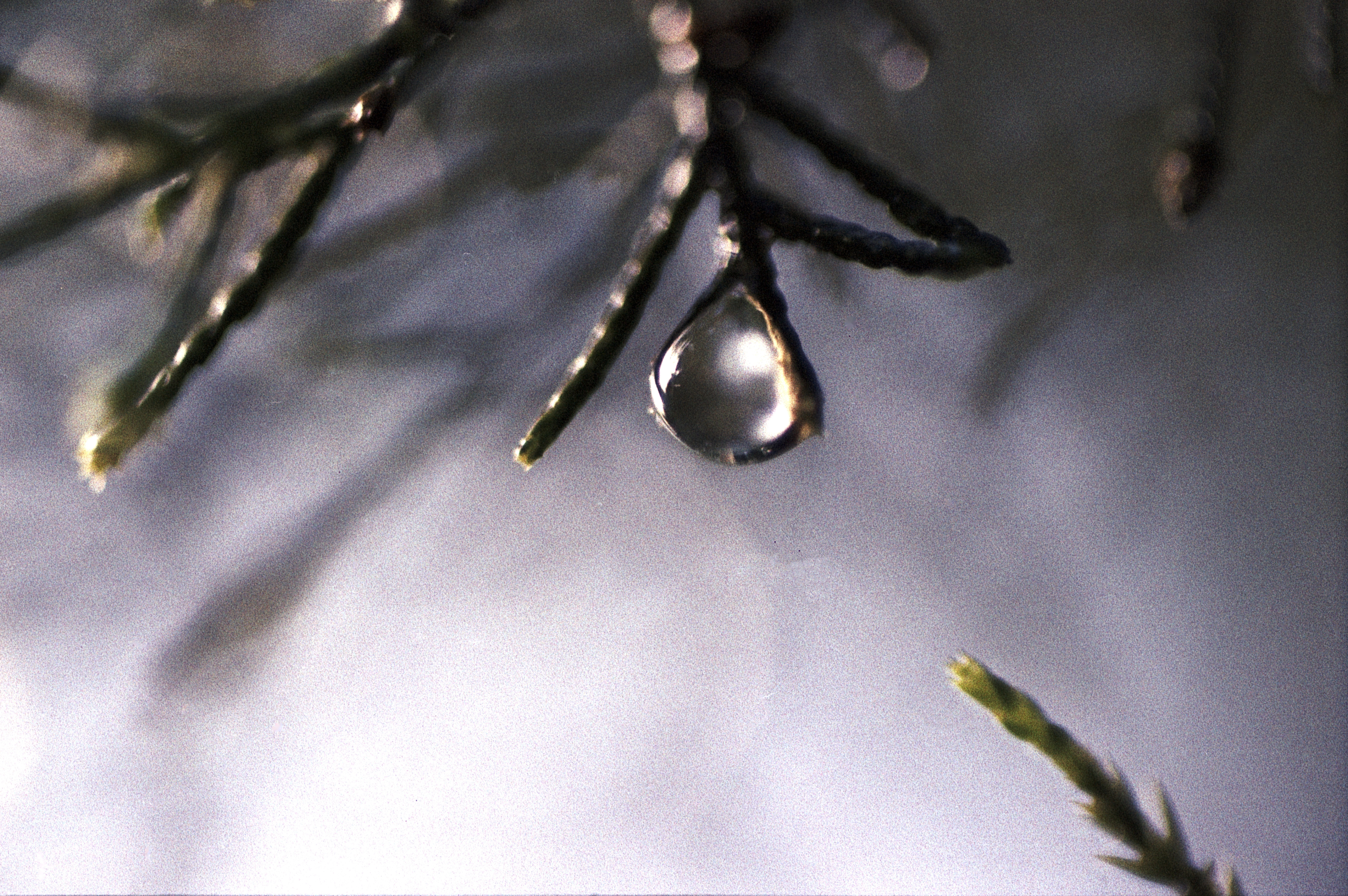 A raindrop clings to the end of an evergreen branch. The photograph is in color.