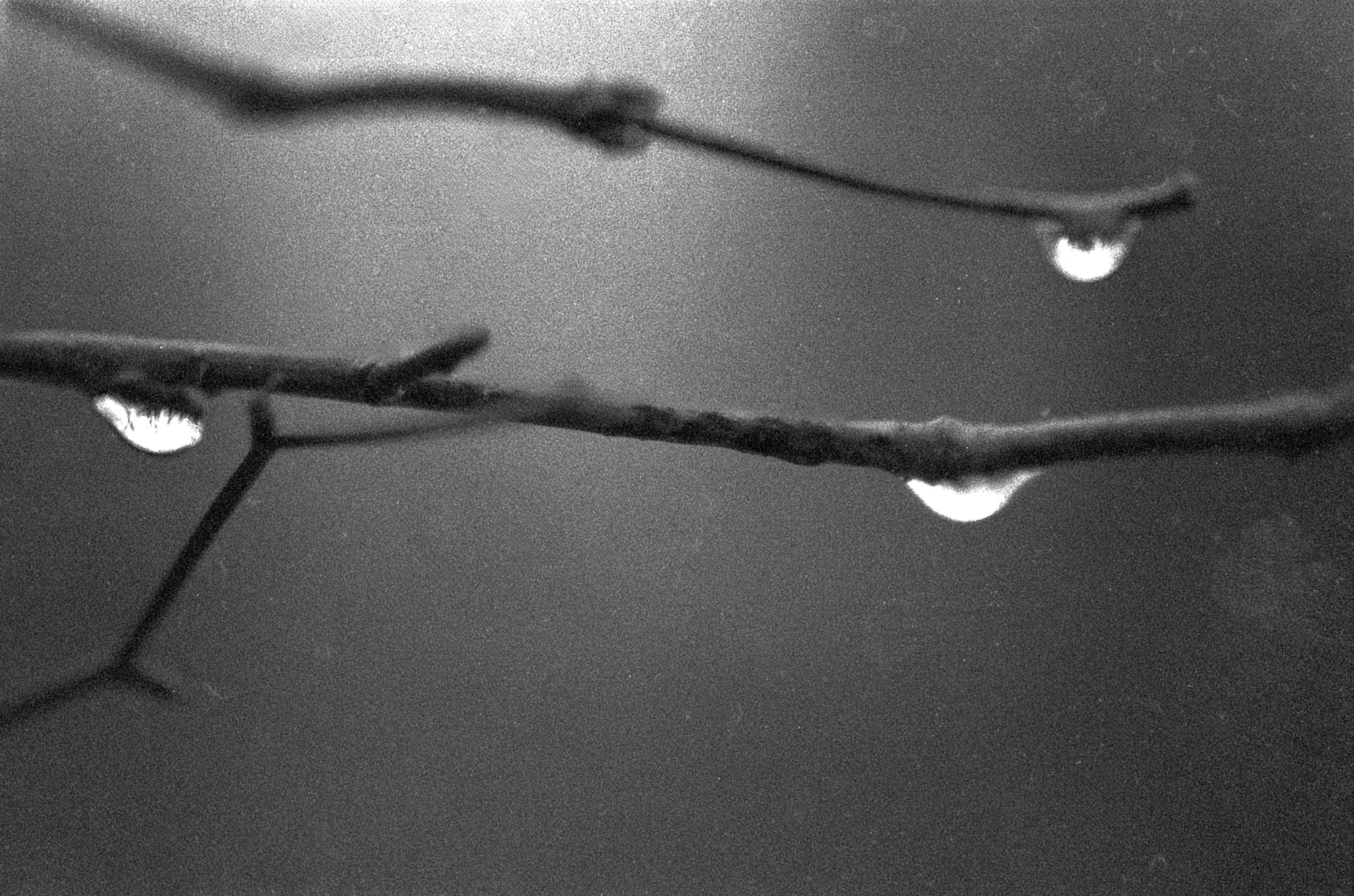 Three raindrops cling to branches. Two are in the foreground, representing two surviving children borne by my mother; the third in on a different branch in the background, representing the brother who passed away earlier. The photograph is in black and white.