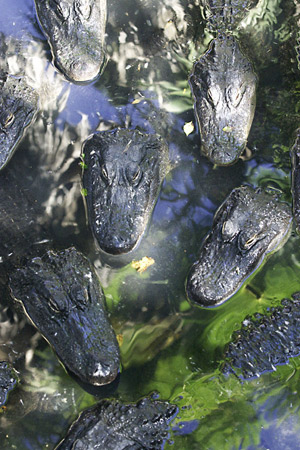 Many crocodiles in a small amount of space