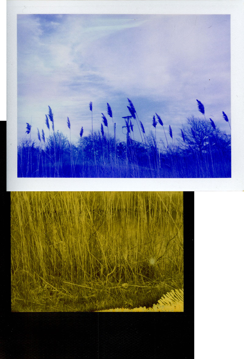 Sea oats, tops shot on Polaroid 100 Blue, bottoms on Polaroid 600 Yellow, collaged together to form a single composition