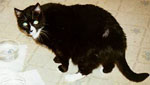 [ photo of Mischief, a black and white cat ]
